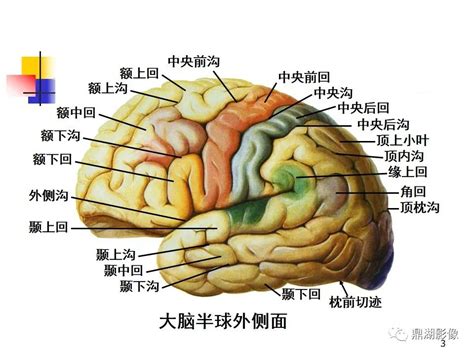 高清大脑解剖图谱【建议收藏】__中国医疗