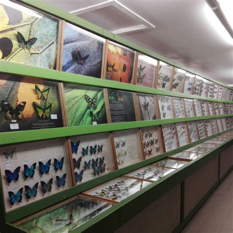 ARTHROPODA - BUTTERFLY MUSEUM (2026) All You Need to Know BEFORE You Go ...
