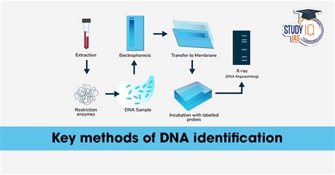 Key Methods of DNA Identification: Techniques, Process, Advantages and ...