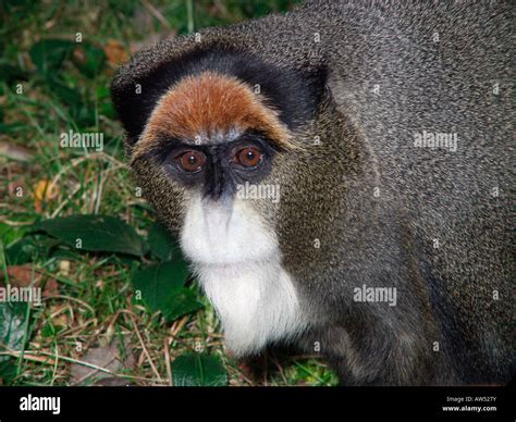 De Brazza monkey Cercopithecus neglectus Central Africa adult primate ...