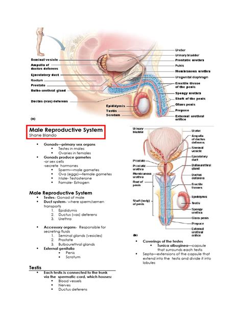 Image result for Male Reproduction System Textbook
