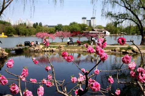 春天满血复活的什刹海…… 北京旅游复苏，春游什刹海的人可真多……