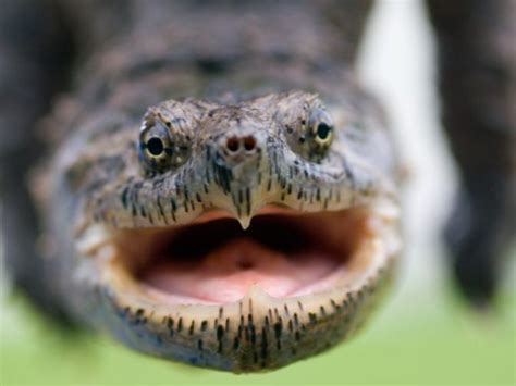 Image result for How Fast Is a Snapping Turtle