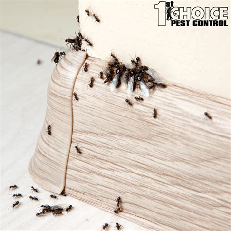Ant Infestation In House
