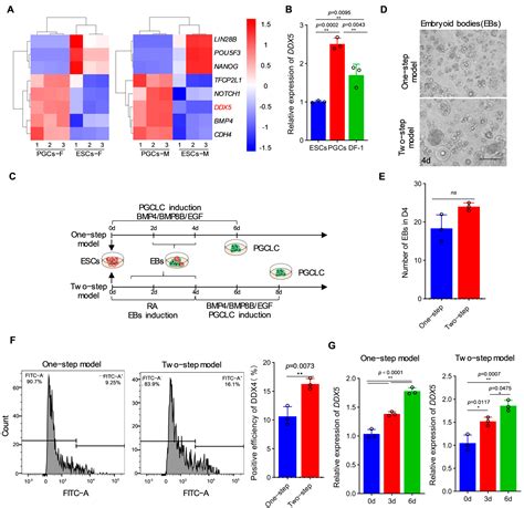 DDX5 Can Act as a Transcription Factor Participating in the Formation ...