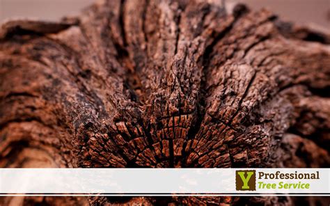 Image result for What Causes Tree Rot