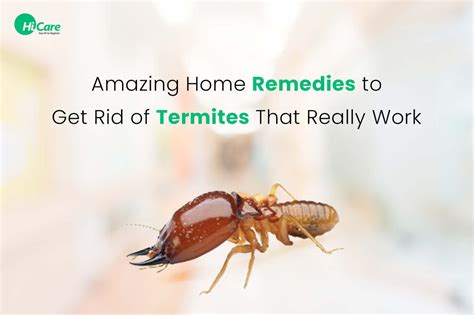 Termites Treatment: 25 Effective Home Remedies to Get Rid of Termites ...
