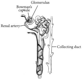 Life Processes Class 10 Important Questions with Answers Science ...