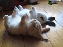 Image result for baby bunny rabbits sleeping