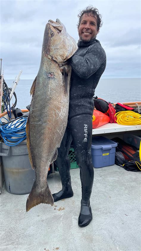Giant White Sea Bass
