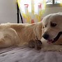 Image result for Golden Retriever and Bunnies