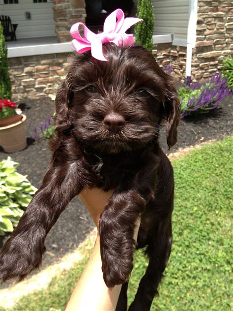 Image result for Cockapoo Chocolate Brown