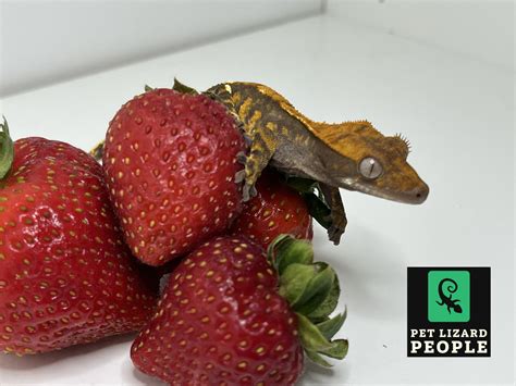 Can Gargoyle Geckos Eat Crested Gecko Food at Mark Cox blog