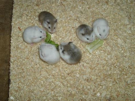 Hamster Kleinanzeigen | Hamster Annoncen | Hamster Inserate | Hamster ...