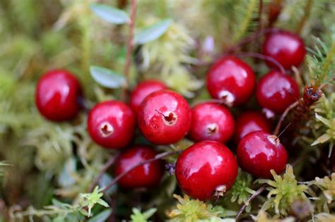 Review confirms that cranberry products help prevent urinary tract infections