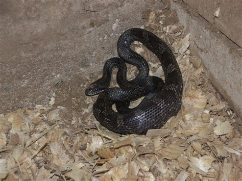 Juvenile Black Rat Snake Juvenile Ratsnakes (Pantherophis) – Wild