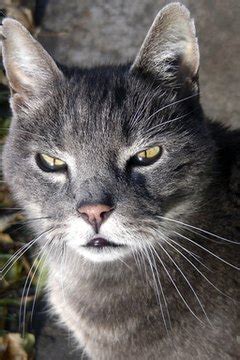 What Is a Tomcat? - Pets