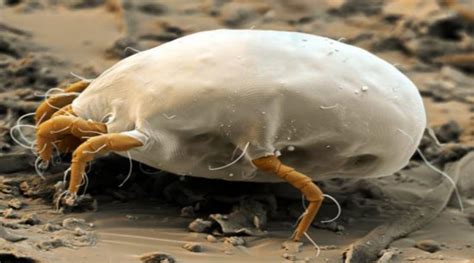 世界最具感染性的八大寄生虫-观察-生物探索