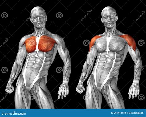 Image result for Muscle Model Chest Anatomy