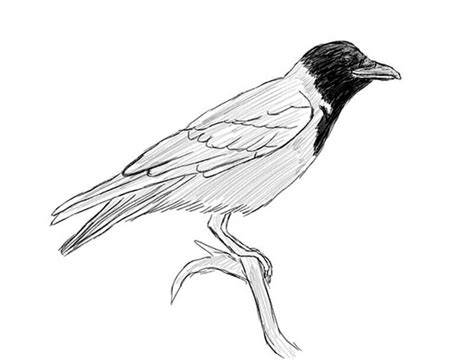 Image result for Crow Drawing Tutorial