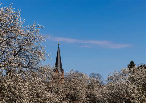Can Mormons Drink Caffeine?