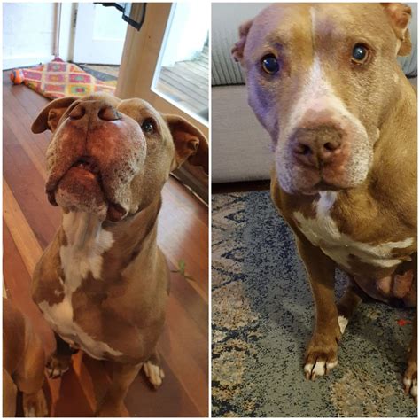 Mast Cell Tumor Dog Ear