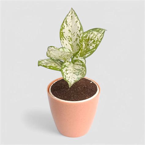 Aglaonema Snow White Plant by Orchid N Petals