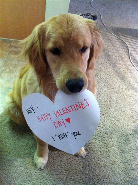 Valentines Day Funny Animal Memes