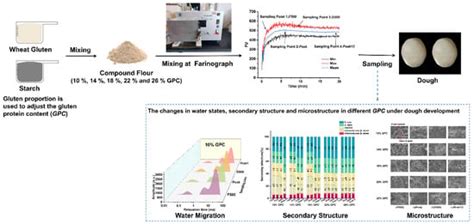 Dynamic Study on Water State and Water Migration during Gluten–Starch ...