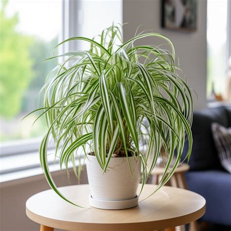 20 Nice Indoor Plants That are Perfect for Your Home