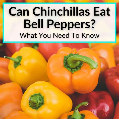 Can Chinchillas Eat Bell Peppers? (What You Need To Know)