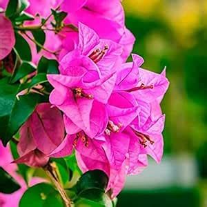 ECOFLORA Pink Bougainvillea Plant Fast-Growing Flowering Shrub for ...