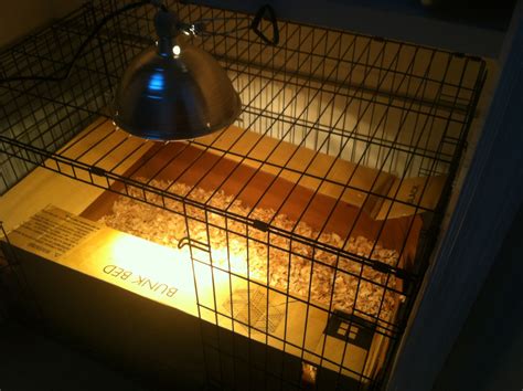 Best Homemade Chicken Brooder at Rachel Badilla blog