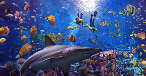 The Lost Chamber Aquarium Dubai: Experience the Magic.