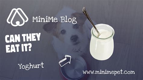 Can Dogs Eat Yoghurt? - MiniMe Pet - Social App for Pets