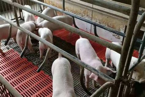 搞个小型养猪场需要多少钱？附养猪场预算清单及成本、效益预估-养猪头条