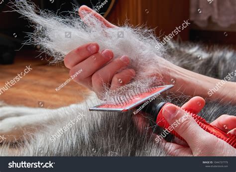 24 Groomer Fluff On Floor Images, Stock Photos & Vectors | Shutterstock