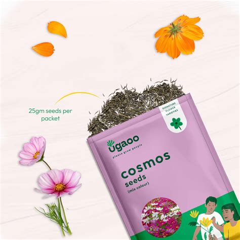 Cosmos Mix Seeds – Ugaoo