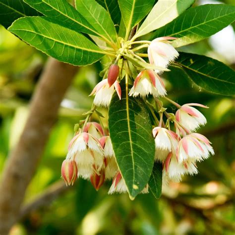 Buy Elaeocarpus Hainanensis Flowering Live Plant Online | Rare Exotic ...
