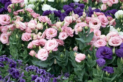 Flower Names Starting With An E at Joel Bowman blog