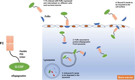Frontiers | New insight into strategies used to develop long-acting G ...
