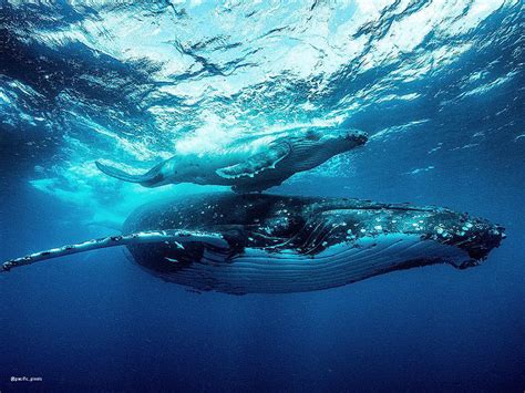 6 Reasons you need to go whale watching in Keppel Bay - Visit Capricorn ...