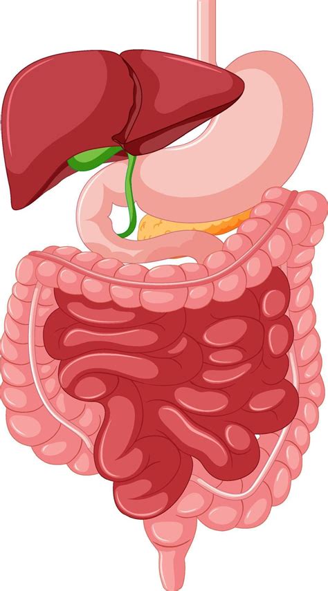 Gastrointestinal tract anatomy for education | Digestive system, Gastrointestinal, Vector free