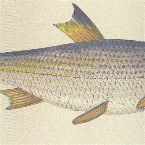 Image result for Dace Patterns