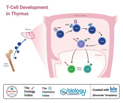 Image result for T Lymphocyte Development