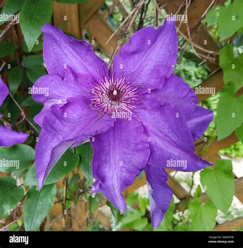 Clematis; The President Stock Photo - Alamy