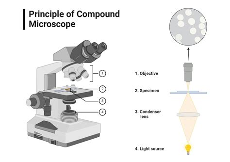 Image result for Simple Microscope and Compound