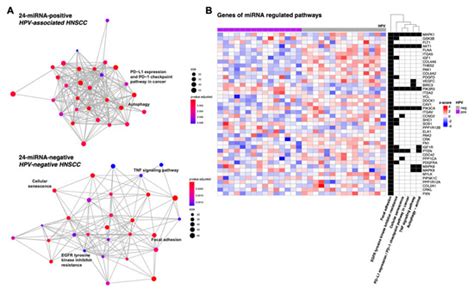 Integration of p16/HPV DNA Status with a 24-miRNA-Defined Molecular ...