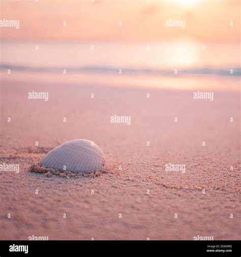 Image result for Sunset Beach Sea Shells
