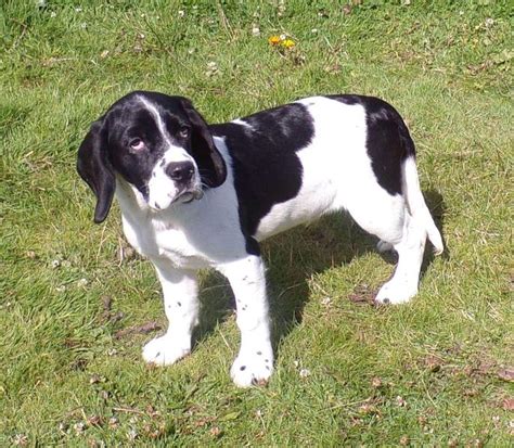 Kuvatulokset haulle bocker